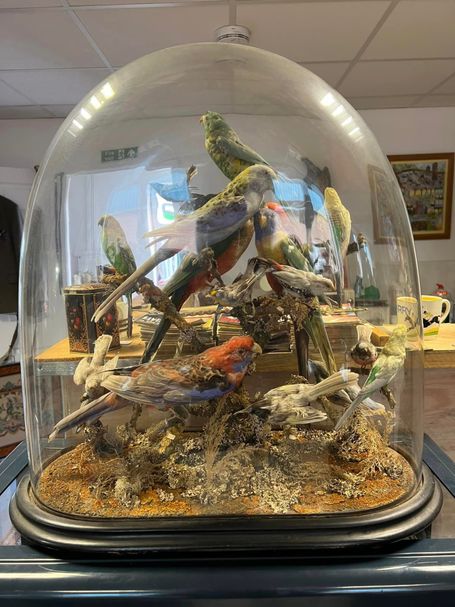 Glass domed taxidermy bird scene